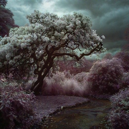 Infrared photography by The Synthetic Dream Foundation